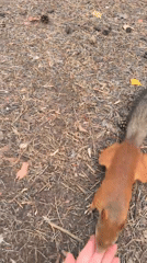 Hand-feeding red squirrels in a Perm forest