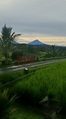 Rural Bali landscapes documented in Penebel rice paddy region