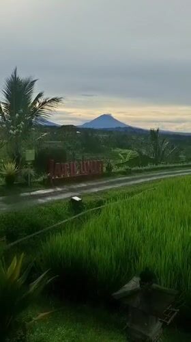 Rural Bali landscapes documented in Penebel rice paddy region