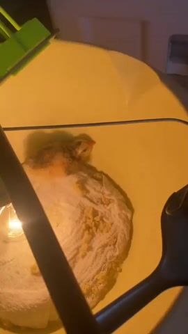 A small, fluffy, brown and white chick is nestled on a white paper towel inside a yellow plastic container. The chick appears to be sleeping or resting, with its eyes closed and its head tucked slightly. A bright light bulb hangs above the container, providing warmth. Part of a green object, possibly a toy or feeder, is visible in the upper left corner of the frame. In the lower right corner, a black object, possibly a handle or a part of a feeding mechanism, is partially visible. The environment appears to be indoors, with a warm light illuminating the scene.