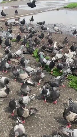 The video shows a large flock of pigeons gathered on a paved surface, possibly a street or courtyard. The pigeons are a mix of grey, black, and white, with some exhibiting iridescent neck feathers. Several pigeons are in various states of movement, with some walking, pecking at the ground, and at least one is in mid-flight with its wings spread wide. The ground appears to be asphalt or concrete and shows some signs of wear and possibly moisture. There are also patches of green vegetation visible on the right side of the frame, suggesting an outdoor environment. The lighting appears to be natural daylight. The focus is on the birds, and no people or other animals are clearly visible. The overall impression is of a common urban scene where pigeons congregate.