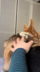 Person pets corgi on bed in German home