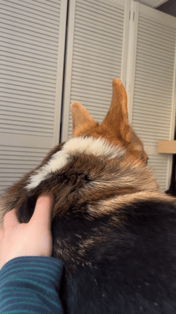 Person pets corgi on bed in German home