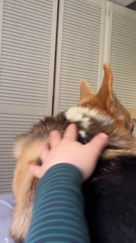 Person pets corgi on bed in German home