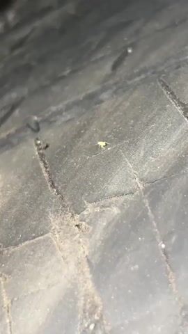 A close-up, low-angle, shaky video shows a small, pale yellow insect crawling on a dark, textured surface. The surface appears to be a tire tread with visible grooves and dirt. The insect moves from left to right across the frame, its legs moving quickly. The lighting is dim, creating shadows and highlighting the texture of the surface. The video is very brief, showing only a few seconds of the insect's movement.