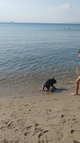 This video captures a sunny day at the beach in Neoi Epivates, Greece. The scene is dominated by the clear blue water of the Aegean Sea and the sandy shoreline. In the foreground, a young boy in green swim trunks is interacting with a black dog near the water's edge. The dog appears playful, splashing in the shallow waves. Further back, a young girl in a white swimsuit is also in the water, facing away from the camera. In the distance, other beachgoers can be seen, along with the faint outline of buildings along the coast. The sky is a bright, cloudless blue, suggesting warm and pleasant weather. The overall mood is relaxed and enjoyable, typical of a day spent at the beach. There is no visible text in the video.