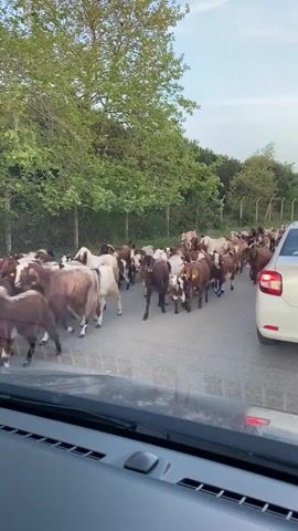 A car is stopped on a paved road by a large herd of goats walking down the road. The goats are mostly brown and white, and some have bells around their necks. There is a white car with a Turkish license plate behind the camera car. The road is lined with trees and a fence. A person can be seen in the distance behind the goats. The sky is partly cloudy.