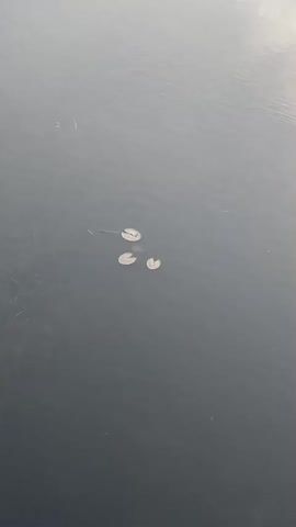 The video shows a close-up view of dark, calm water with ripples. Three lily pads are visible floating on the surface. One lily pad is slightly larger and more to the left, with two smaller lily pads clustered to its right. The water is murky, and some submerged vegetation or debris can be seen beneath the surface. The lighting suggests it may be overcast or early morning/late evening. There are no people or animals clearly visible in the frame.