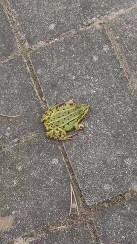A high-angle shot shows a green frog with brown spots resting on gray pavement. The frog is positioned sideways, facing right. A few thin, dry twigs are visible on the pavement. The footage is static.