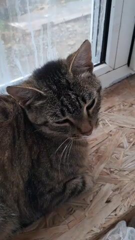 The video shows a close-up, eye-level shot of a tabby cat lying down near a window. The cat is facing to the right of the frame, with its eyes partially closed and its head slightly tilted down. Its fur is a mix of brown, black, and gray stripes. The background consists of a window with condensation and a textured wooden surface beneath the cat. The lighting appears natural, coming from the window. There are no other visible subjects or significant actions occurring in the frame. The overall impression is one of calm and quiet observation.