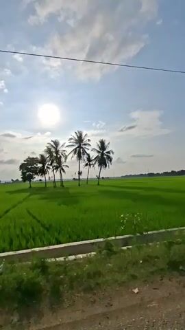 The video shows a sweeping view of a lush green rice paddy field under a bright, partly cloudy sky. The sun is prominently visible in the upper left quadrant of the frame, casting a warm glow. Several coconut palm trees are scattered throughout the field, with a cluster of them on the left side and a few more dispersed in the distance. In the foreground, there is a strip of vegetation and what appears to be a concrete barrier or edge, with some debris visible. The camera appears to be moving, giving the impression of a slow pan or a drive-by. The overall scene evokes a sense of rural tranquility and natural beauty.