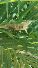 Lizard spotted resting on palm fronds in Kabalana