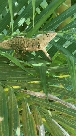 Lizard spotted resting on palm fronds in Kabalana