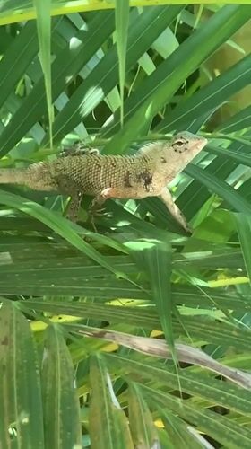 Lizard spotted resting on palm fronds in Kabalana