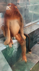 Zoo animals observed during early morning hours in Chenghua District