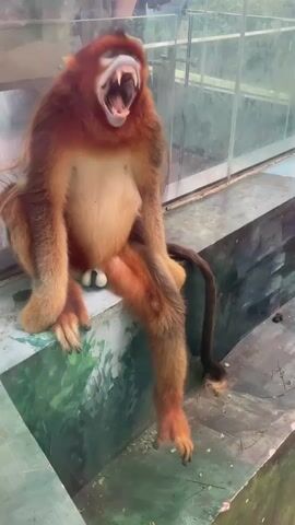 A video shows a red and tan snub-nosed monkey sitting on a painted ledge in front of a glass enclosure. The monkey's bare chest and large testicles are visible. The monkey initially yawns, showing its teeth, then closes its mouth and looks to the side with a thoughtful expression.  A person's hand is visible above the enclosure.