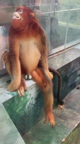 Zoo animals observed during early morning hours in Chenghua District