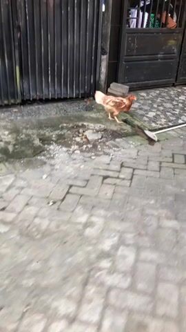 A chicken walks along a wet, paved path in Kalisampurno, Indonesia. The chicken is brown and white and appears to be searching for food. It is walking near a metal gate and a brick wall. The ground is wet, suggesting it may have recently rained. The lighting indicates it could be daytime, but the exact time of day is not clear. The scene appears to be an outdoor urban or suburban environment. There is no visible text in the media file.