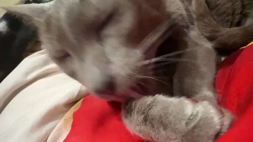A grey cat is filmed indoors, lying on a bed. The cat rests on a red pillow or blanket, with a white sheet visible underneath. In the initial frame, the cat is seen grooming itself, with its pink tongue extended. It then stops, lifts its head, and looks towards the camera with its green eyes and long whiskers before turning its head to look to the side. A light yellow wall is visible in the background, along with a glimpse of a camouflage-patterned item. The lighting is soft.