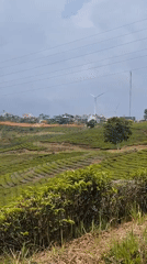 Wind turbines overlook tea plantations in rural Vietnam