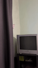 Chill apartment afternoon: cats, selfies, and bed hangouts