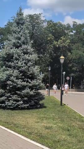 A tall blue spruce tree stands in the foreground on the left, its branches dense and full. Adjacent to the tree is a neatly manicured lawn. A paved walkway runs alongside the lawn, bordered by a curb. In the middle ground, several people are walking along the paved path. A lamppost with a golden-colored light fixture stands on the walkway. Behind the walkway, a road is visible with a white car driving on it. Further in the background, a dense line of trees forms a natural barrier. The sky above is blue with scattered white clouds.