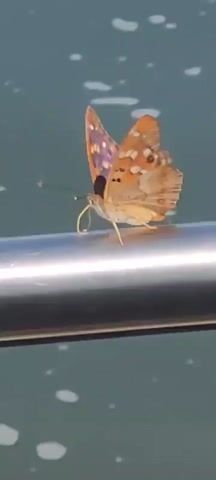 A butterfly with brown and purple wings rests on a metal bar. The butterfly's proboscis, a long, coiled tube used for feeding, is extended. The background is a blurry teal color with white speckles. The video is shot from a side angle, focusing on the butterfly.