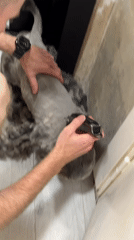 Family documents Saturday morning pet grooming, children in Chaikovsky
