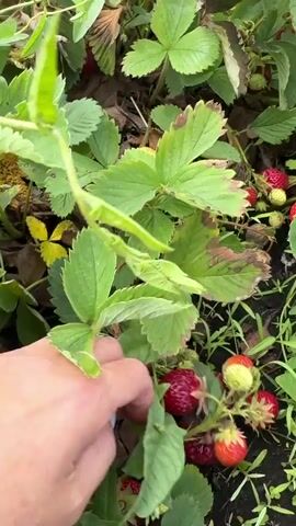 The video shows a close-up view of a strawberry patch. Numerous red and green strawberries are visible amongst the green leaves and brown debris on the ground. In the middle of the video, a person's hand with painted fingernails reaches into the patch, touching some of the leaves. The camera pans across the patch, showing more strawberries and plants. The lighting suggests it is daytime.