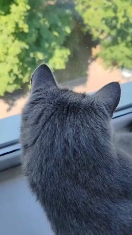 The video shows a close-up shot of a grey cat's head and back as it looks out a window. The cat's fur is short and dense. Its ears are pointed upwards and its head is turned to the right, facing away from the camera. The background is a blurred view of green trees and a sky with a few white clouds. The window sill is visible in the foreground, and it appears to be white. The lighting suggests it is daytime.