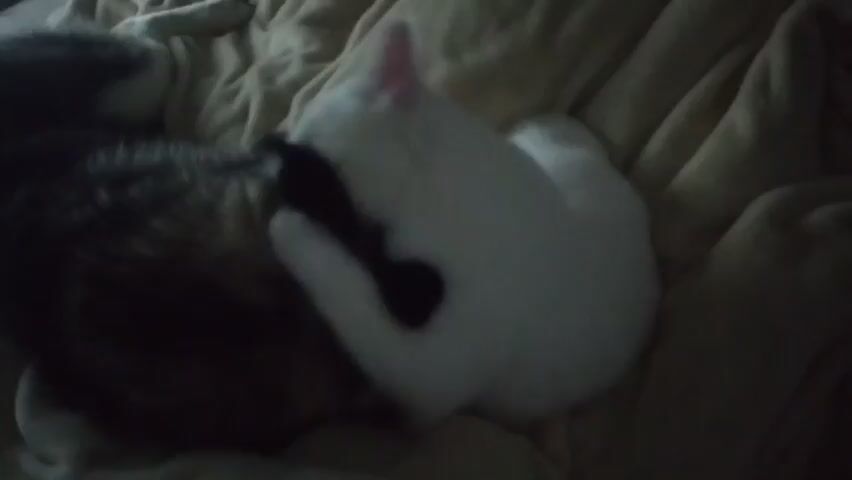 Two cats are seen curled up on a tan, textured blanket. One cat has dark fur, the other cat is mostly white with a black spot on its back. The cats are very close together. The lighting is dim.