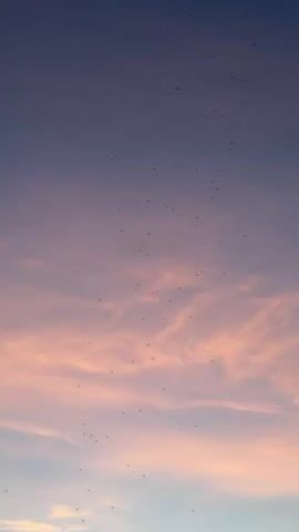The video displays a view of the sky during sunset or sunrise. The sky transitions from a dark purple at the top to lighter shades of pink and orange, with some hints of blue and yellow near the horizon. There are thin, wispy clouds illuminated by the setting or rising sun, creating a warm, colorful effect. Numerous small dark dots, possibly birds or insects, are scattered throughout the sky, appearing to fly in loose formations. The overall impression is one of a peaceful and atmospheric natural scene.