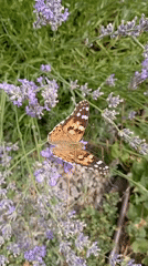 Summer garden life in a Ukrainian village — butterflies, bees, roses, and a cat