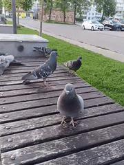 Boy feeds pigeons in Russian plaza