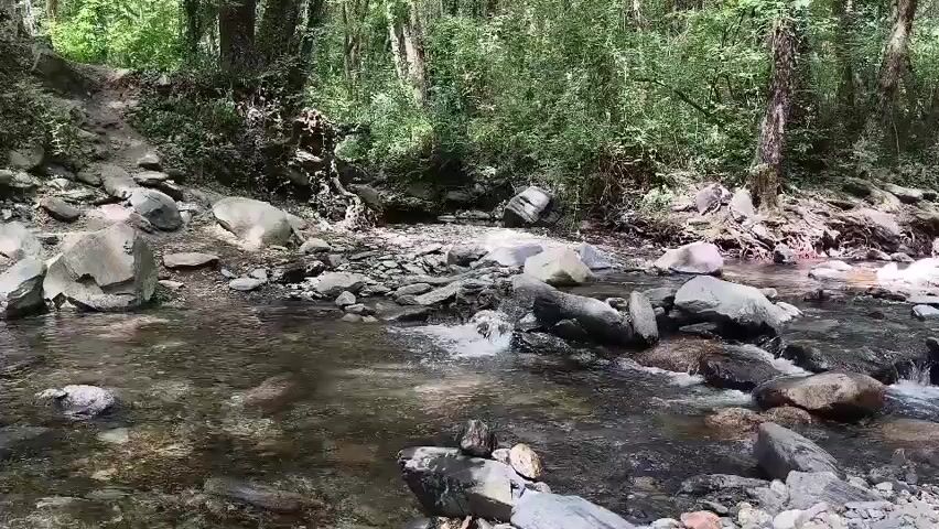 A clear stream flows through a rocky forest bed. The water is shallow and transparent, revealing the smooth stones and pebbles beneath. Sunlight filters through the dense green foliage of the trees, casting dappled shadows on the water's surface and the surrounding rocks. The stream gently cascades over some of the rocks, creating small, foamy ripples. The banks of the stream are covered with a mixture of rocks, soil, and fallen leaves, with the lush vegetation of the forest extending upwards into the background. The scene evokes a sense of natural tranquility and the untouched beauty of a woodland environment.