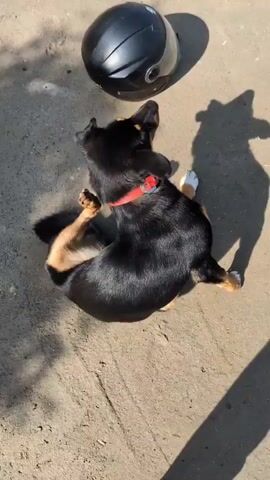 A black and tan dog lies on its side on a dusty, sunlit surface next to a black motorcycle helmet. The dog is wearing a red collar and is scratching its ear with its hind leg. The dog's tail is curled around its body. There is a shadow of the dog and the helmet cast on the ground.