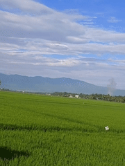 Lush rice paddies spread across Blang Lilue's rural landscape