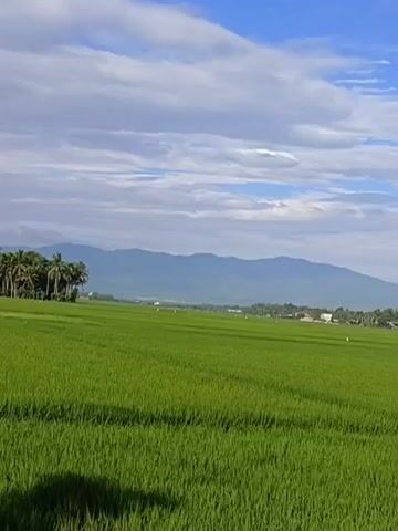 A drone view captures a vast, vibrant green rice paddy field under a bright blue sky dotted with white, fluffy clouds. In the distance, a range of hazy mountains forms the horizon, with a line of trees and a few scattered buildings nestled between the field and the mountains. A plume of smoke rises from the distant landscape. A single white object, possibly a scarecrow, stands in the middle of the field. The camera slowly pans to the right, revealing more of the expansive agricultural landscape.