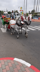 Traditional horse carriages parade through Marrakesh streets