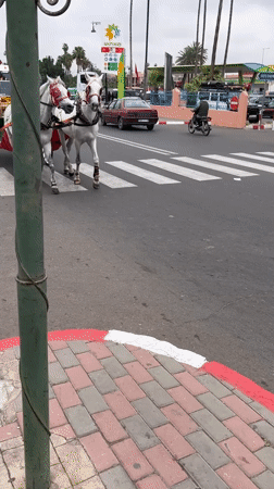 Traditional horse carriages parade through Marrakesh streets