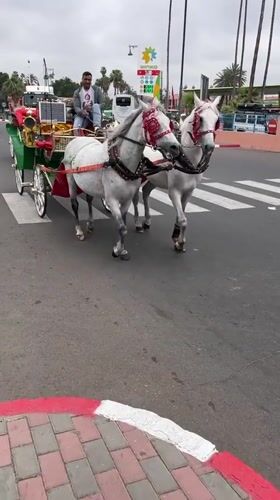 Traditional horse carriages parade through Marrakesh streets