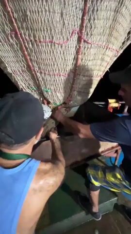 Two men are on a boat at night, working with a large fishing net that is being pulled upwards and appears to be full of fish. The man on the left is wearing a blue tank top and a black baseball cap, and is facing away from the camera. The man on the right is wearing a dark blue t-shirt and a black baseball cap, and is facing towards the net and the other man. They are both actively engaged in handling the net and its contents. The environment is dark, suggesting it is nighttime, and the boat is on water. There is also a dark container or holding area on the boat filled with what appear to be small fish.