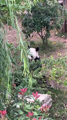A giant panda is partially obscured by lush green foliage, including long, drooping branches of a weeping willow tree in the foreground. The panda, with its distinctive black and white markings, appears to be eating or interacting with the plants in front of it. The background shows more greenery, including a small tree and a dirt path with scattered leaves. The scene is outdoors, likely in a sanctuary or zoo enclosure designed to mimic a natural habitat. The lighting suggests it is daytime.