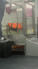 Dog receives hydrotherapy treatment on underwater treadmill in Mexico City
