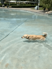 Golden Retriever swims in Yerevan pool during morning hours