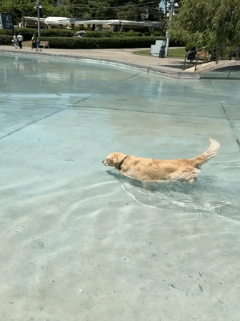 Golden Retriever swims in Yerevan pool during morning hours