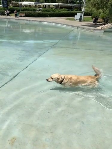 Golden Retriever swims in Yerevan pool during morning hours