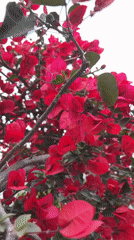 Bright red bougainvillea blooms documented near Budva building