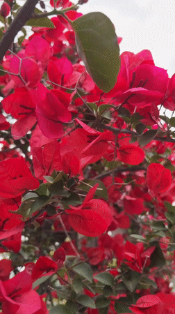 Bright red bougainvillea blooms documented near Budva building