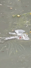 Polluted waterways and leisure activities documented in Denpasar